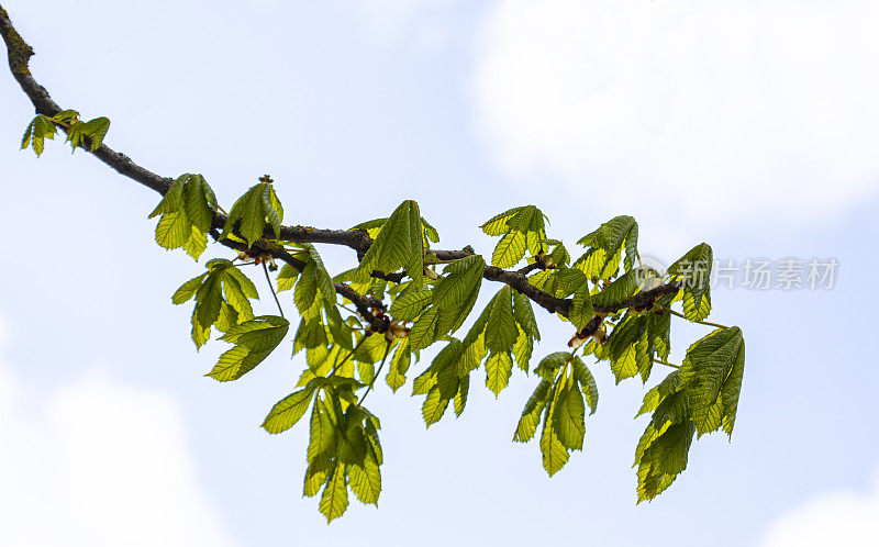 Aesculus Hippocastanum Linné - Common Horse Chestnut Tree coming into Leaf